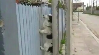 Мал пёс, да гениален - смотреть видео (0:19)