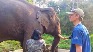 Слон издаёт звуки динозавра - смотреть видео (0:27)