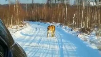 Встретили тигра по дороге в деревню - смотреть видео (1:14)