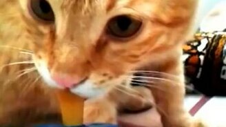 Сосочный котик - смотреть видео (1:03)