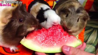 Приколы со смешными зверушками - смотреть видео (4:55)