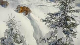 Тигры и дроны - смотреть видео (1:35)