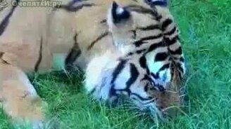 Тигр в душе корова - смотреть видео (1:10)