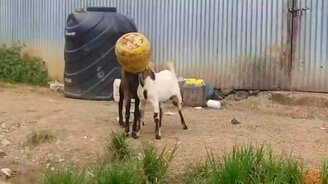 Козлы застряли головами в ёмкости - смотреть видео (0:50)