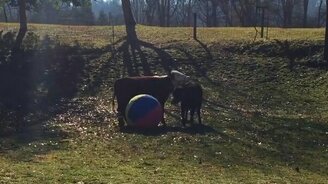 Бычок против игрушки мяча - смотреть видео (0:53)