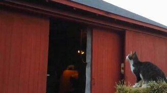 Самая эпичная кошачья неудача - смотреть видео (0:16)