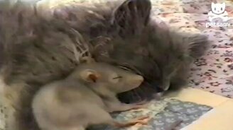 Дружба котёнка и крысёнка - смотреть видео (0:39)