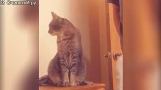 Короткие приколы с домашними животными - смотреть видео (3:41)