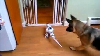 Овчарка против динозавра - смотреть видео (1:00)