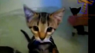 Коты и кошки против воды - смотреть видео (5:01)