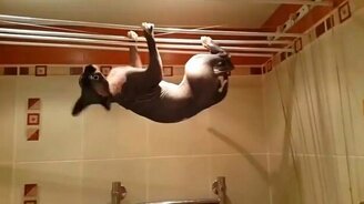 Кошка-акробатка в ванной - смотреть видео (1:36)