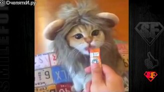 Юмор в подборке с кошками - смотреть видео (5:02)