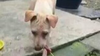 Не для себя прошу! - смотреть видео (1:31)