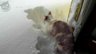 Кошки против снега и сугробов - смотреть видео (5:14)