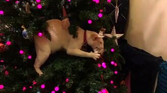 Кошка и игрушки на ёлке - смотреть видео (0:52)