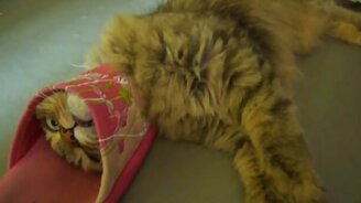 Кошка против розового тапка - смотреть видео (0:35)