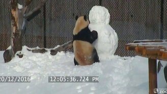 Панда против снеговика - смотреть видео (2:50)