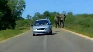 Слон напал на авто - смотреть видео (0:28)