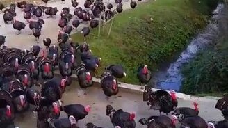 Парад индюков - смотреть видео (0:39)