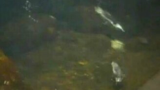 Отпугнул соперника - смотреть видео (0:21)