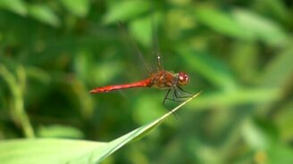 Взлёт стрекозы в замедлении - смотреть видео (0:35)