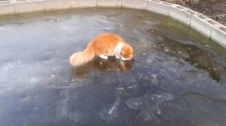 Кошка против рыбки в замёрзшем пруду - смотреть видео (1:31)