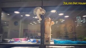 Для дружбы нет преград - смотреть видео (1:07)