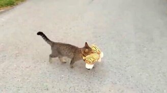 Котик-воришка - смотреть видео (0:32)