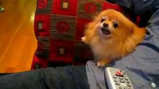 Злющий пёсик - смотреть видео (1:03)