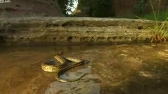 Муравьи защищаются от питона - смотреть видео (1:24)