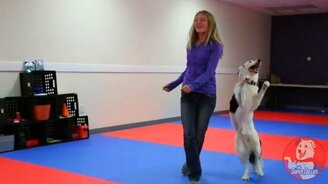 Собачий фристайл - смотреть видео (2:42)