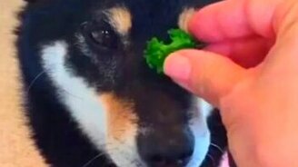 Ловкая еда с собственного носа - смотреть видео (0:34)