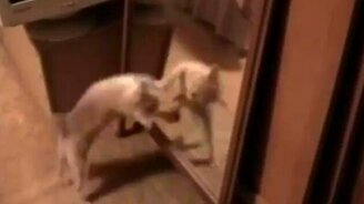 Пусти меня к себе - смотреть видео (1:48)