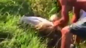 Рыба отправила мужика в нокаут - смотреть видео (0:34)