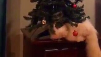 Кошка против ёлки - смотреть видео (0:13)