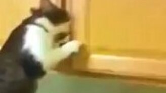 Самый самостоятельный кот - смотреть видео (0:35)