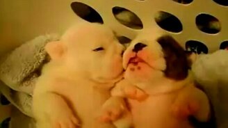 Спят розовые животики - смотреть видео (1:39)