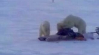 Мишки-воришки и мясо - смотреть видео (3:17)