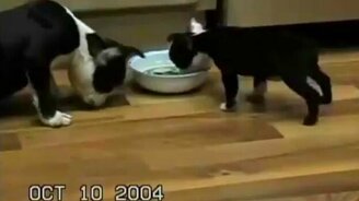 Уж очень захотелось попить - смотреть видео (0:10)