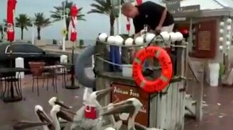 Голуби приморского города - смотреть видео (0:18)