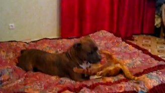 Кот тиранит бойцовскую собаку - смотреть видео (1:43)