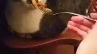 Ты - некудышный повар! - смотреть видео (0:15)