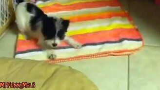 Собаки против брокколи - смотреть видео (3:20)