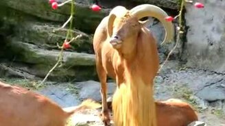 Баран кричит, как человек - смотреть видео (0:25)