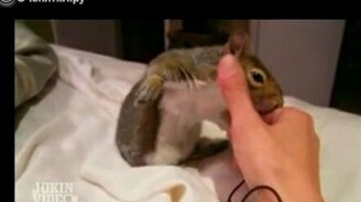 Неожиданные звуки от животных - смотреть видео (1:30)