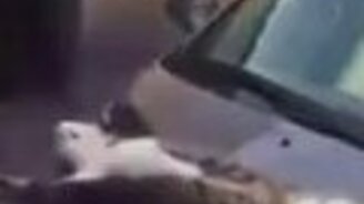 Мертвецкий сон на капоте - смотреть видео (0:22)