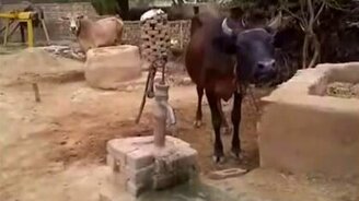 Корова добывает себе воду - смотреть видео (1:17)