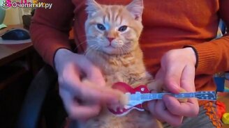 Прикольные видео с котами и кошками - смотреть видео (5:04)