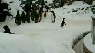 Хардкор пингвинёнка - смотреть видео (0:46)