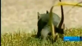 Крысо-белко-кот - смотреть видео (0:23)